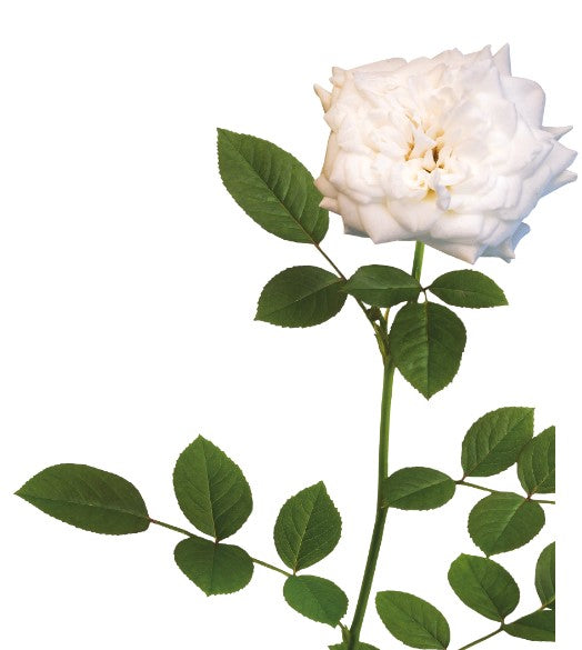 Drift - Rosa Drift® Rose