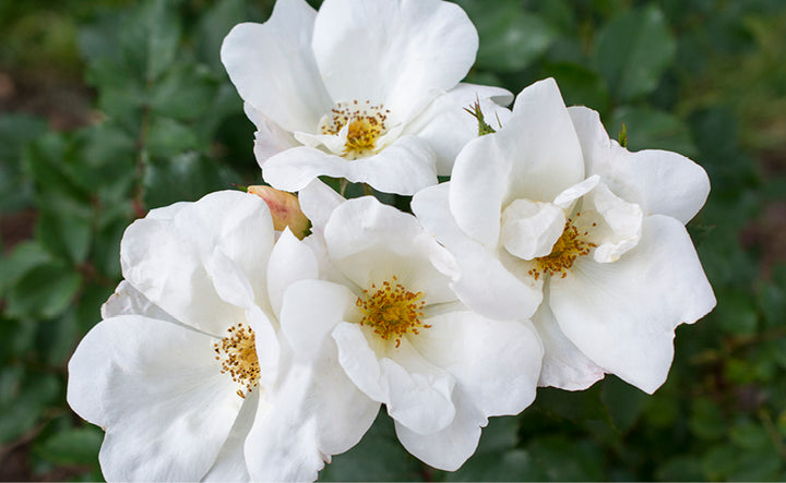 Knock Out - Knock Out® Rose