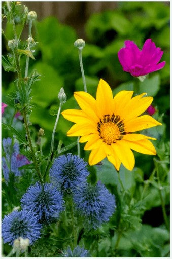 Wildflower Flower Seeds Pkt