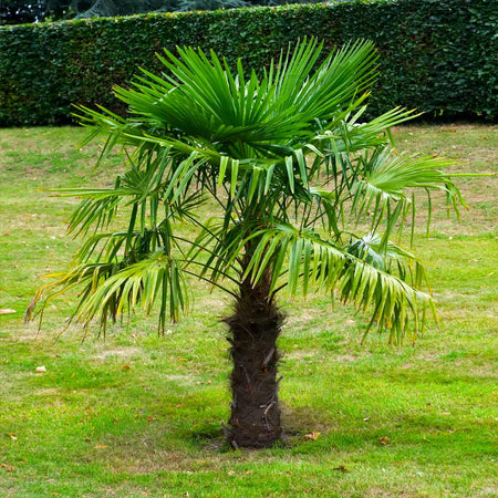 plant windmill palm Windmill Palm