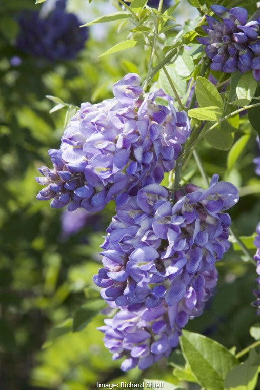 Wisteria frutescens 'Amethyst Falls'