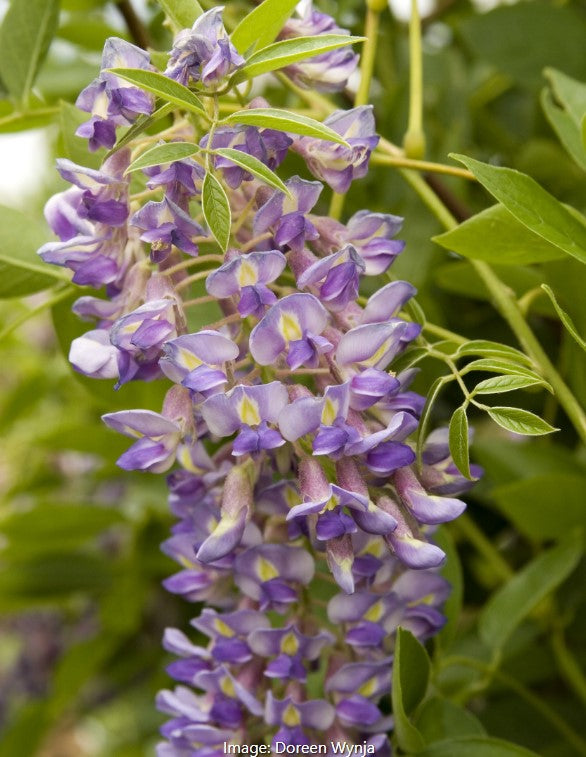 Wisteria  'Longwood Purple' or 'Blue Moon'