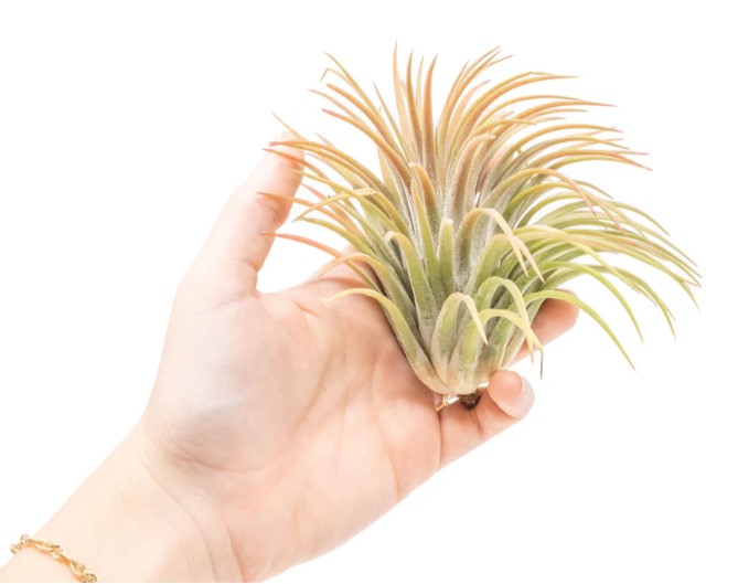 XL Tillandsia Ionantha Rubra Air Plants