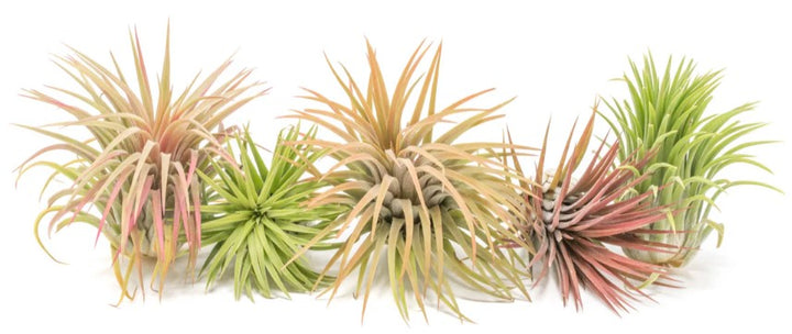 XL Tillandsia Ionantha Rubra Air Plants