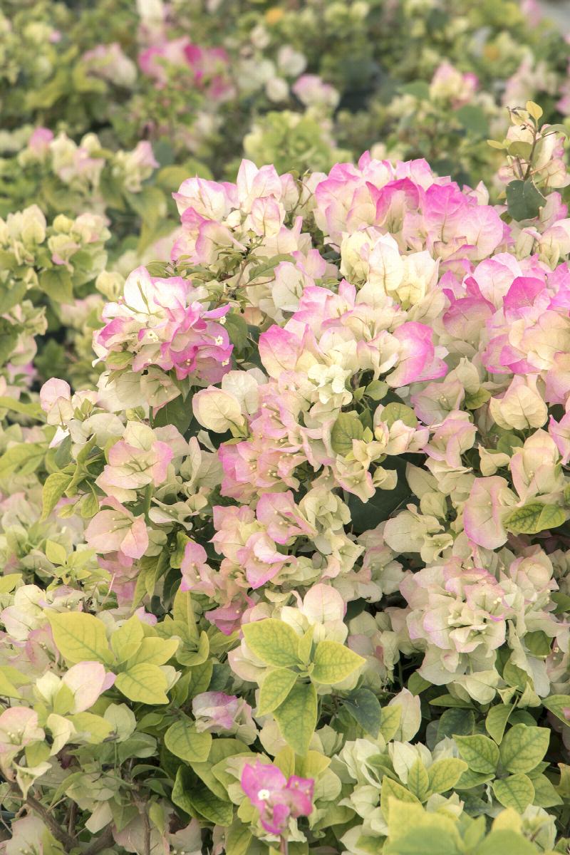 Yani's Delight Bougainvillea