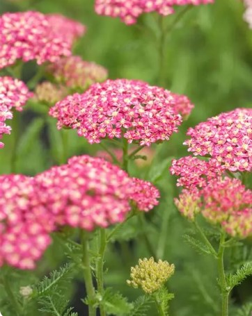 Desert Eve™ Yarrow Vars