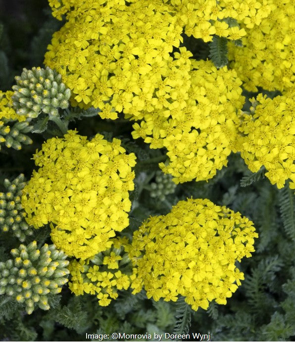 Desert Eve™ Yarrow Vars