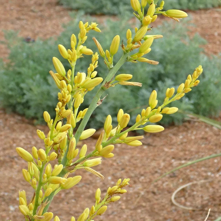 Yellow Yucca