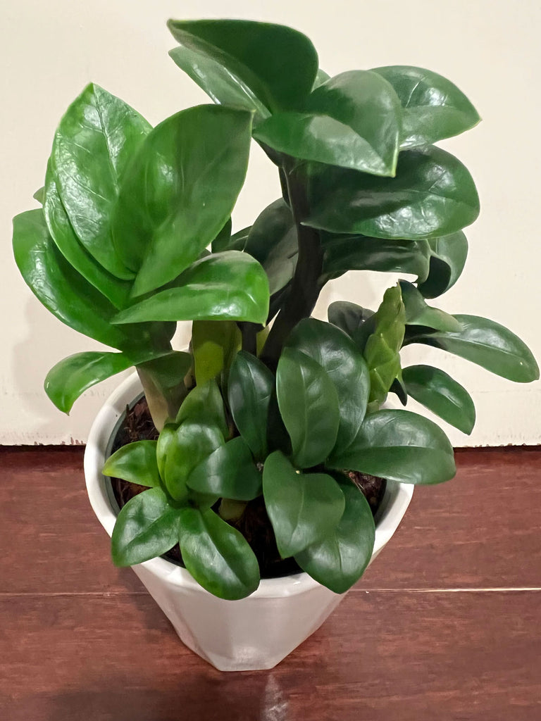 ZZZenzi_1024x1024.jpg?v=1726938072