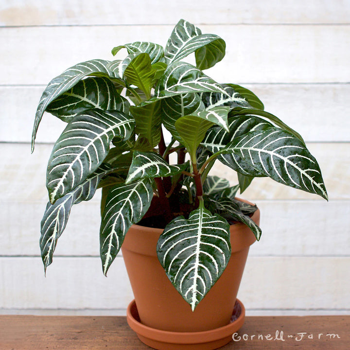 Zebra Plant Aphelandra