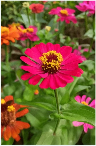 Zinnia Flower Seeds Pkt
