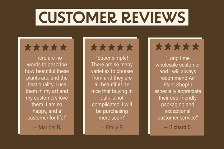 Airy Teardrop Terrarium with Stones and Air Plant