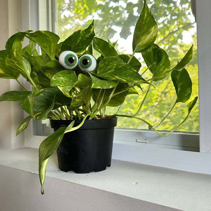 Felted Wool Plant Eyeballs