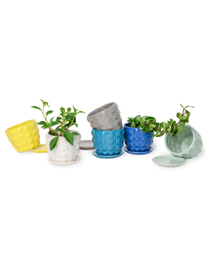 Convex Planter For Succulents And Cactus Pot With Saucer