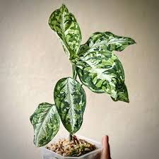 Aglaonema Pictum Tricolor COLLECTOR PLANT