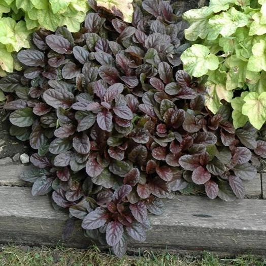 306 Walk on the Wildside Ajuga Mahogany - 4"/6pk