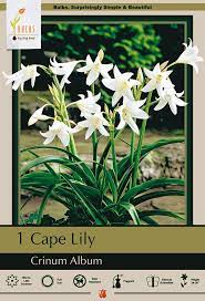 Cape Lily Bulbs