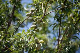Almond All-In-One Tree