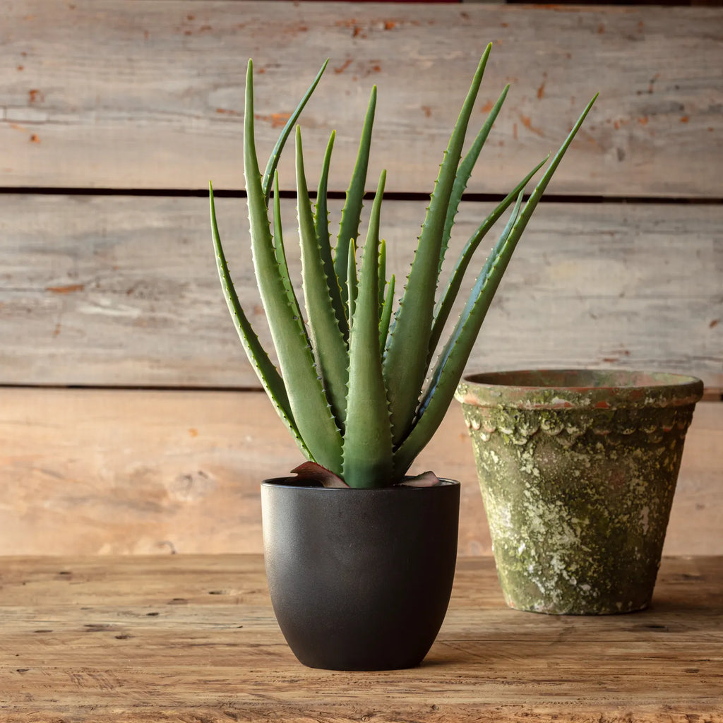 aloe poser Potted faux Aloe Vera Plant