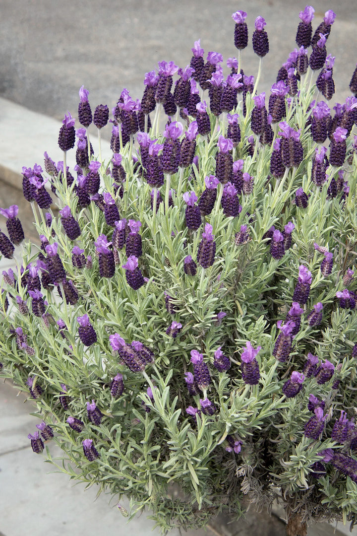 Spanish Lavender (‘Anouk’)