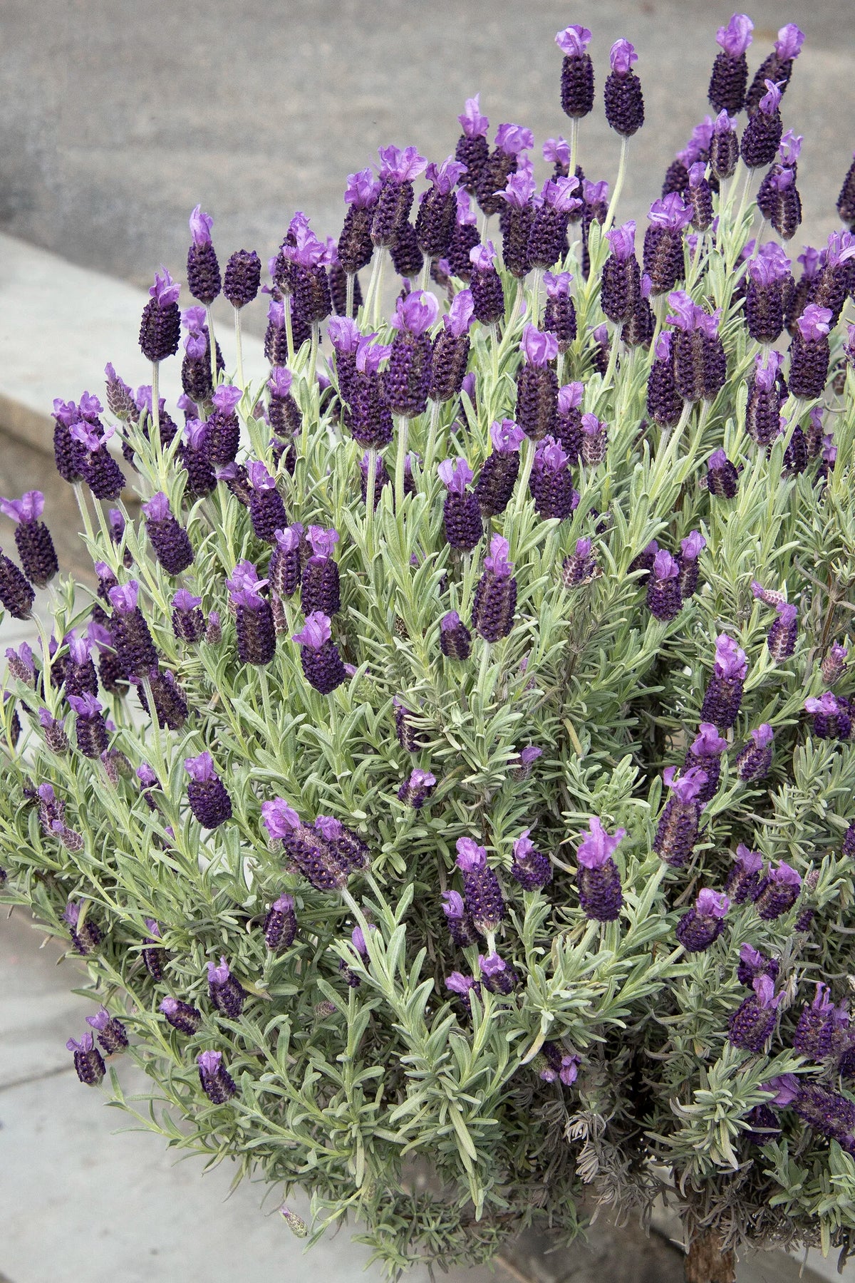 anouk lavender tree care Spanish Lavender ('Anouk')