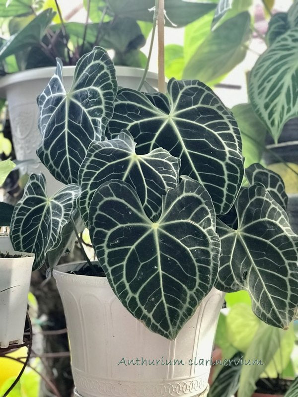 Anthurium Clarinervium COLLECTOR PLANT | Little Red Nursery, LLC