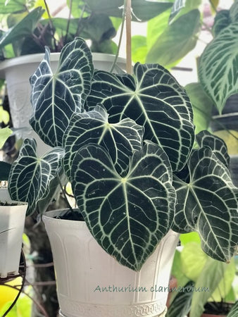 Anthurium Clarinervium COLLECTOR PLANT
