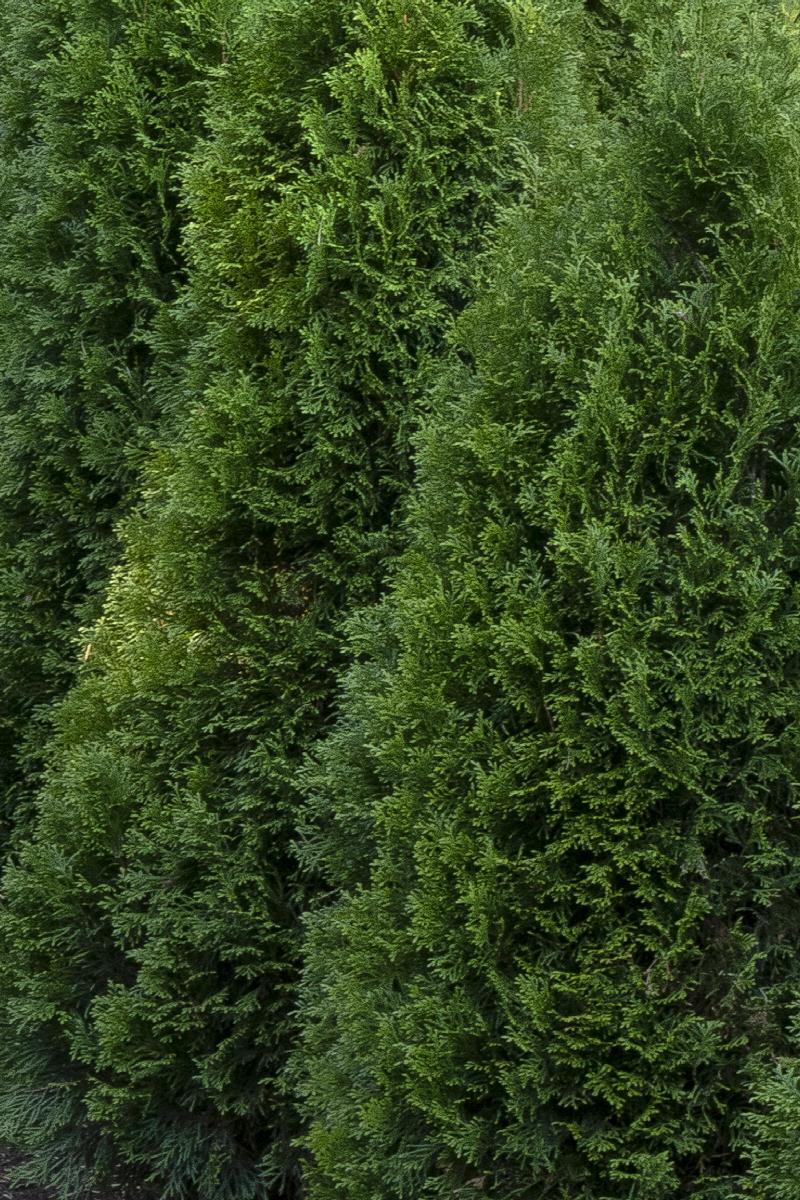 Emerald Green Arborvitae