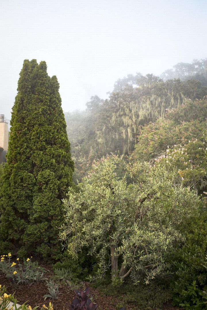 Emerald Green Arborvitae