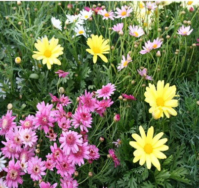Argyranthemum (Butterfy Marguerite)