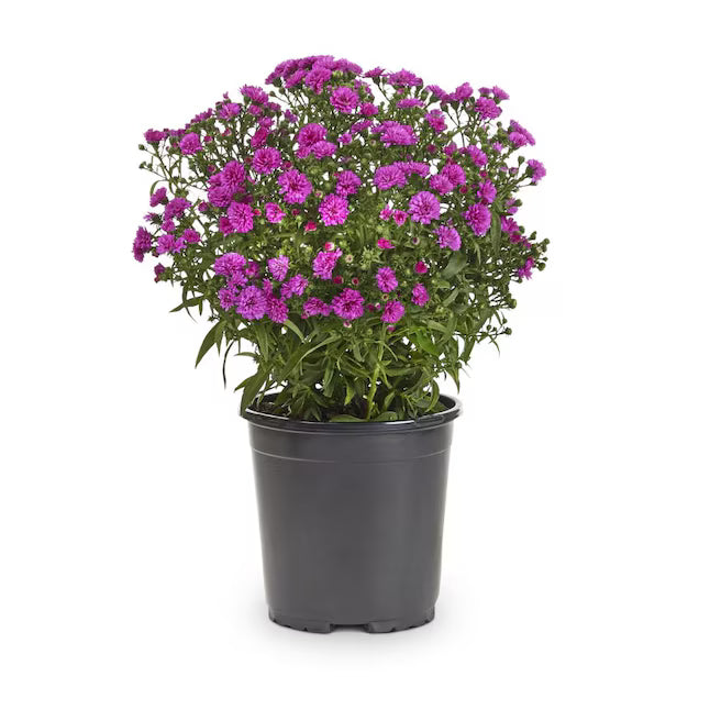 Aster