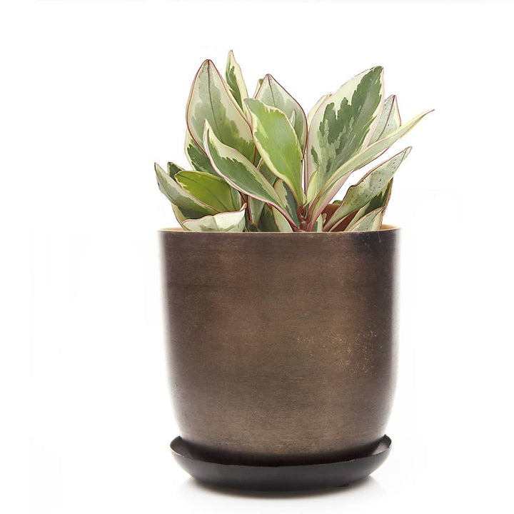 Joe Metal Flower Pots Plant Pot Decoration Bulk Kits