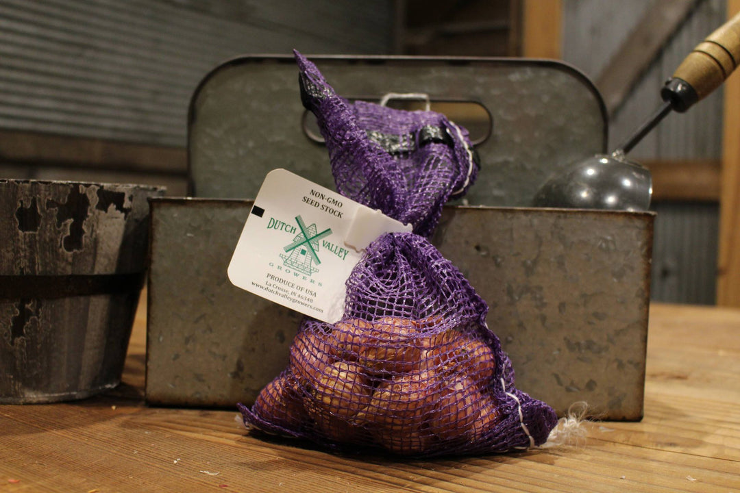 Dutch Valley - Shallot Baby Bulbs