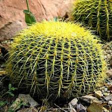 Echinocactus Golden Barrel