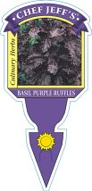 4" Chef Jeff's Herbs Basil Purple Ruffles