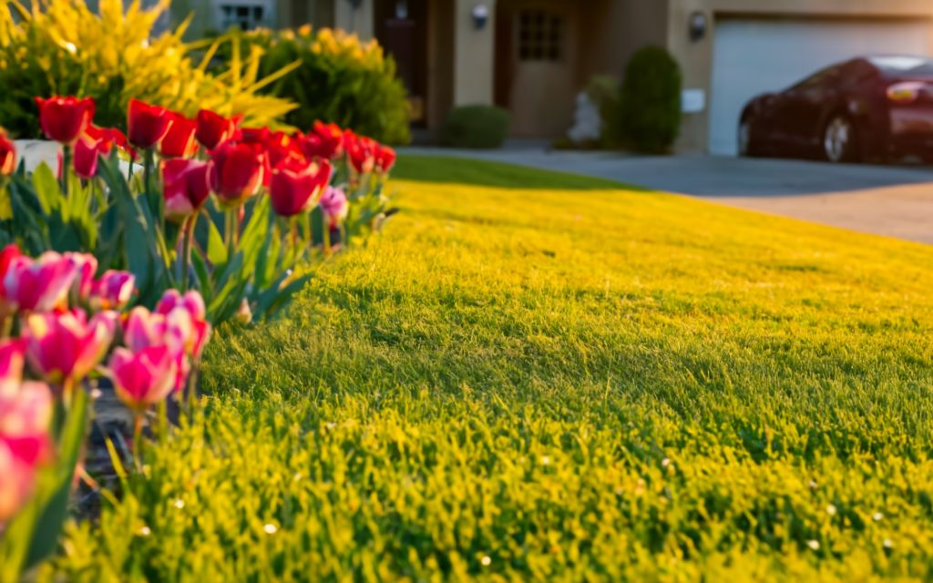 6 STEP Lawn Care Kit Bermuda Lawn – Little Red Nursery, LLC