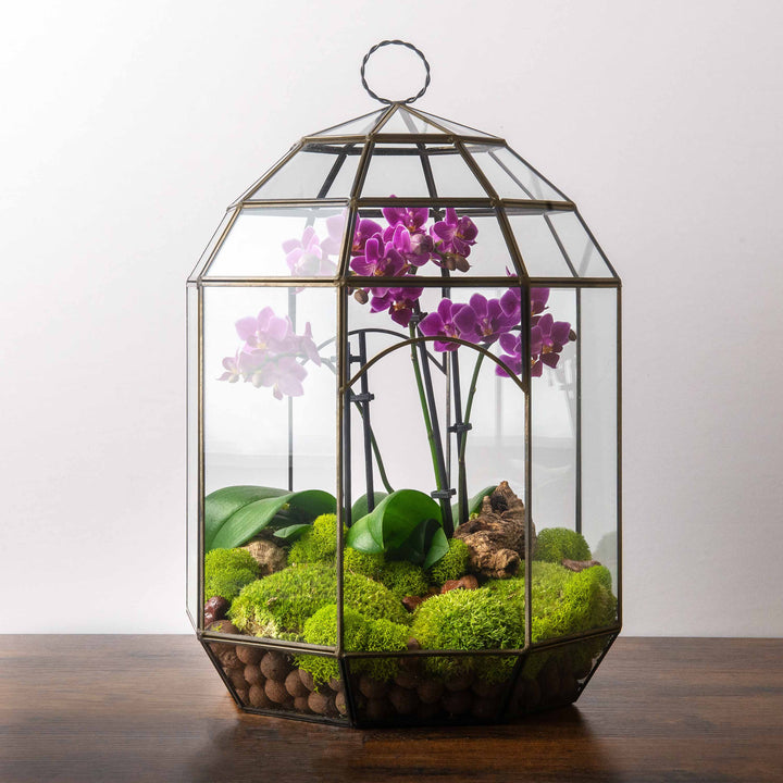 Solarium Glass Terrarium