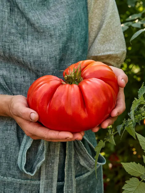 4" Chef Jeff's BEEFSTEAK TOAMTO