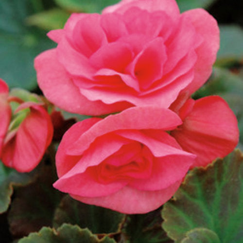 BEGONIA SOLENIA