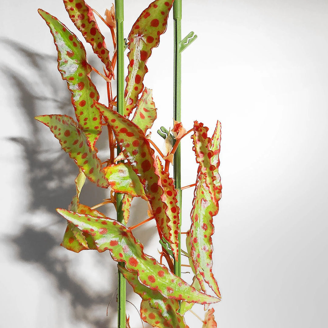 Begonia Amphixous