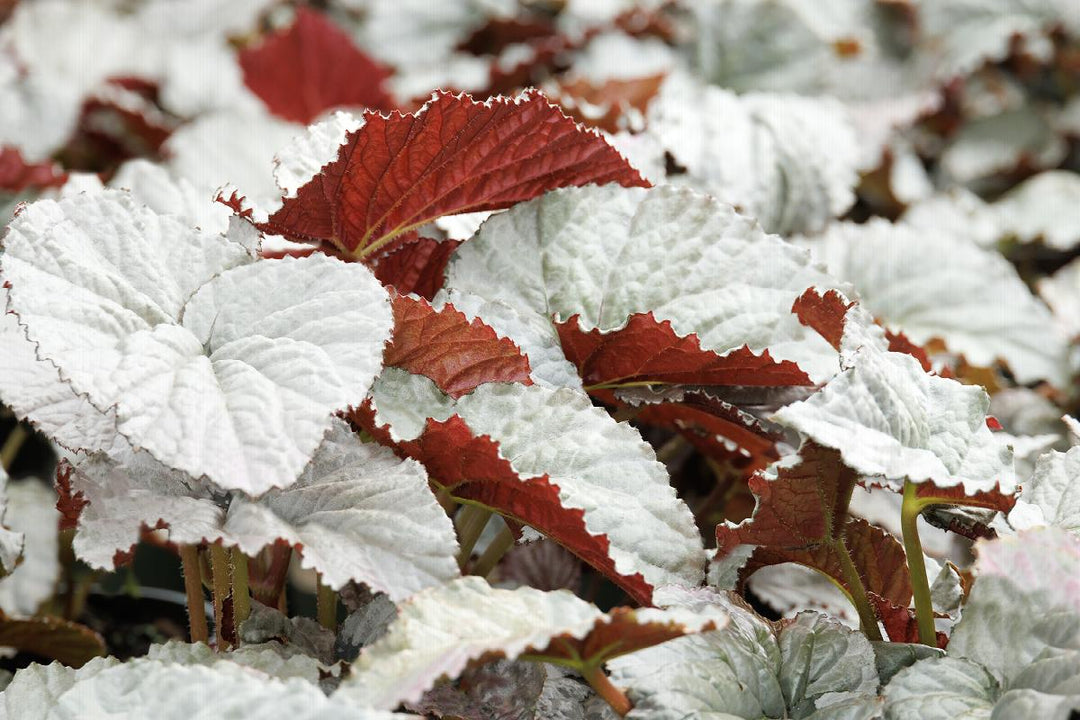 Silver™ Treasure Begonia