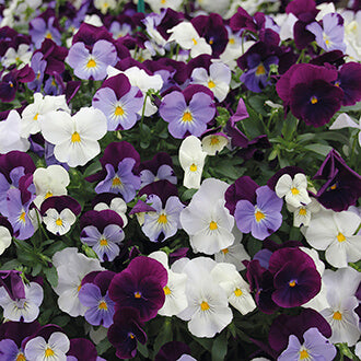 5" Fancy Fall - Pansy CW - Berries & Cream