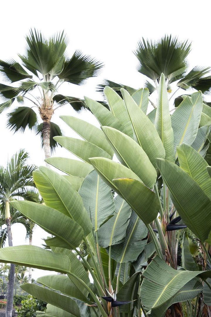 Strelitzia - Giant Bird of Paradise