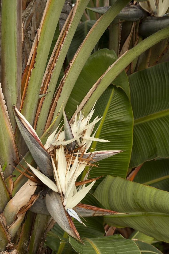 Strelitzia - Giant Bird of Paradise