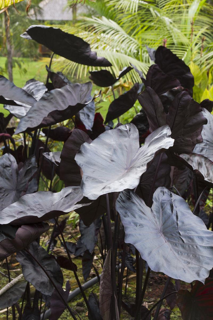 Royal Hawaiian® Black Coral Elephant Ear