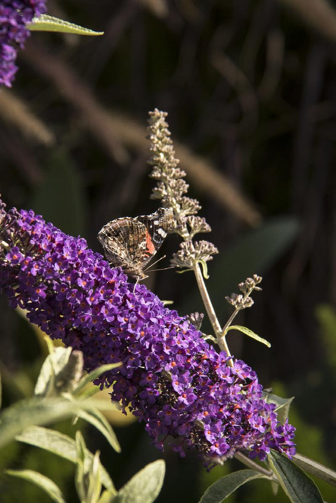 Black Knight Butterfly Bush | Little Red Nursery, LLC