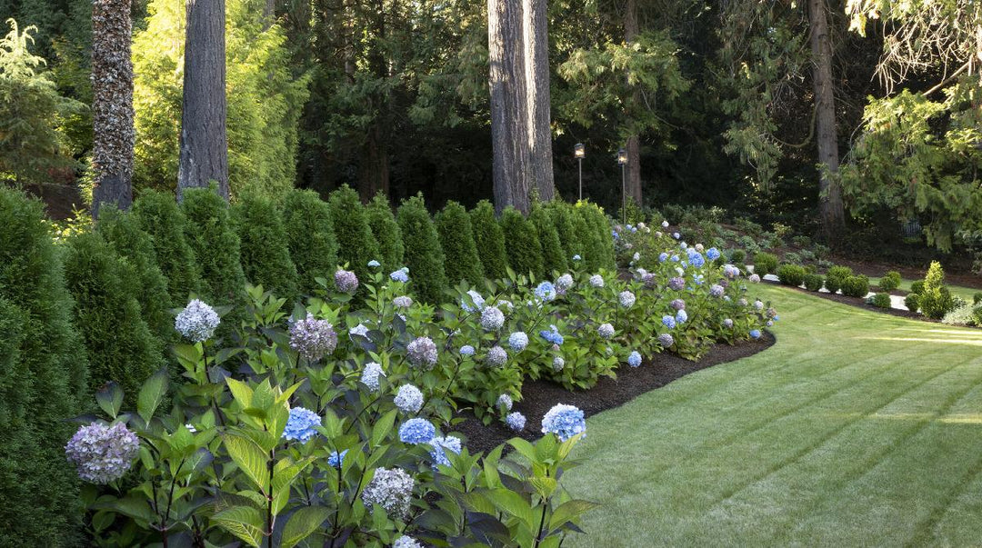 Blue Enchantress® Hydrangea