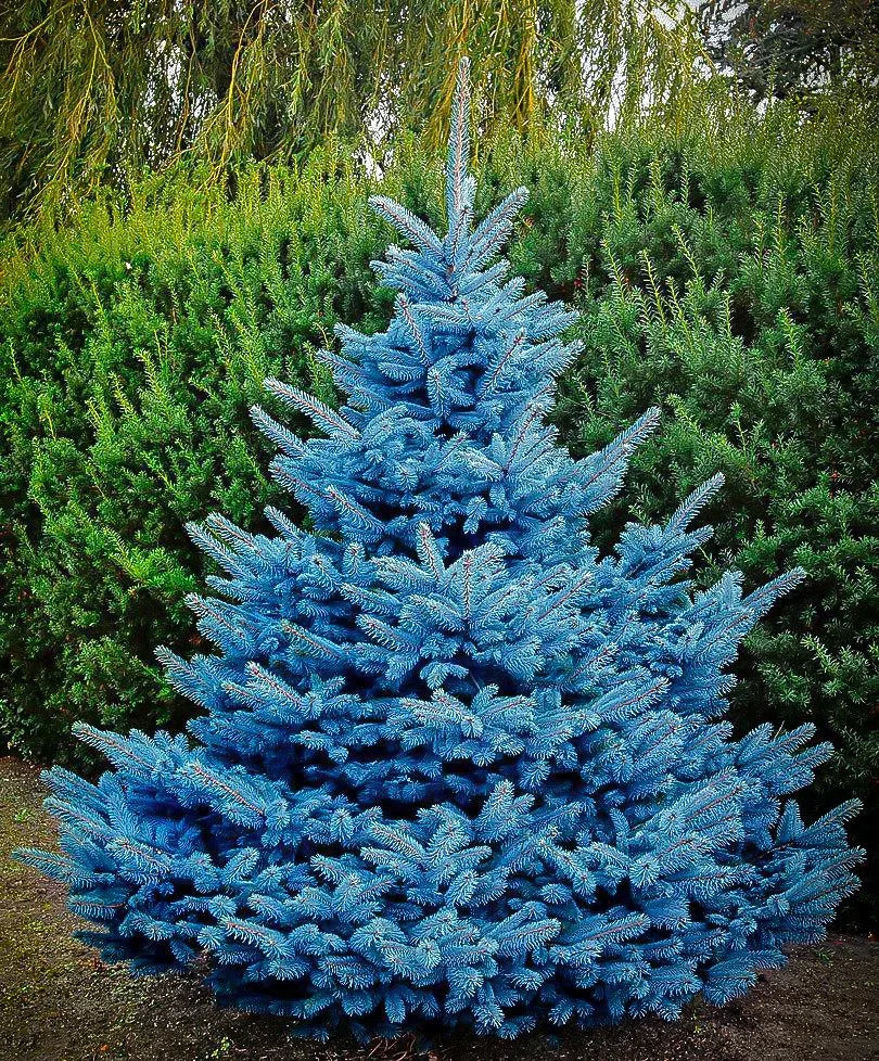 Blue Diamond Blue Spruce