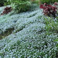 306 Walk on the Wildside Isotoma Blue Star Creeper - 4"/6pk