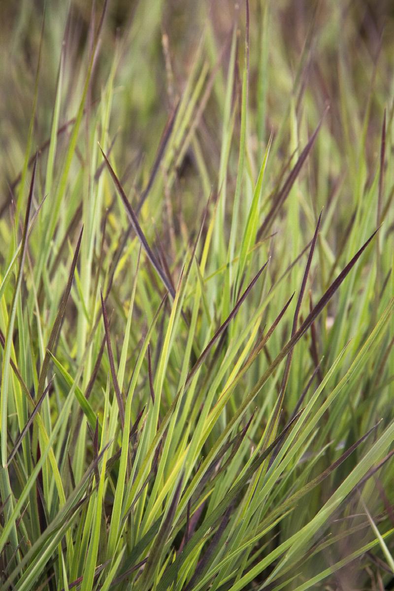 Blue Heaven Little Bluestem